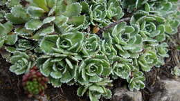 Image of Livelong Saxifrage