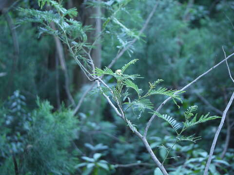 Image of black wattle