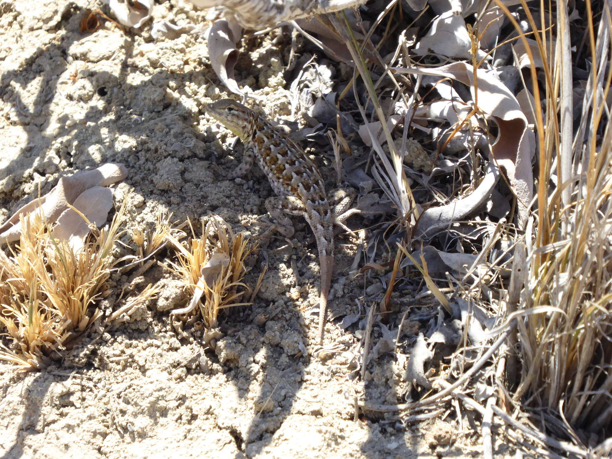 Image of Uta stansburiana elegans Yarrow 1882