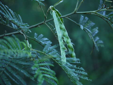 Image of black wattle