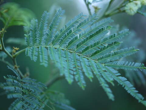 Image of black wattle