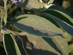 Image of earleaf nightshade