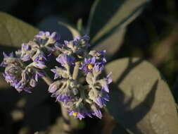 Image of earleaf nightshade