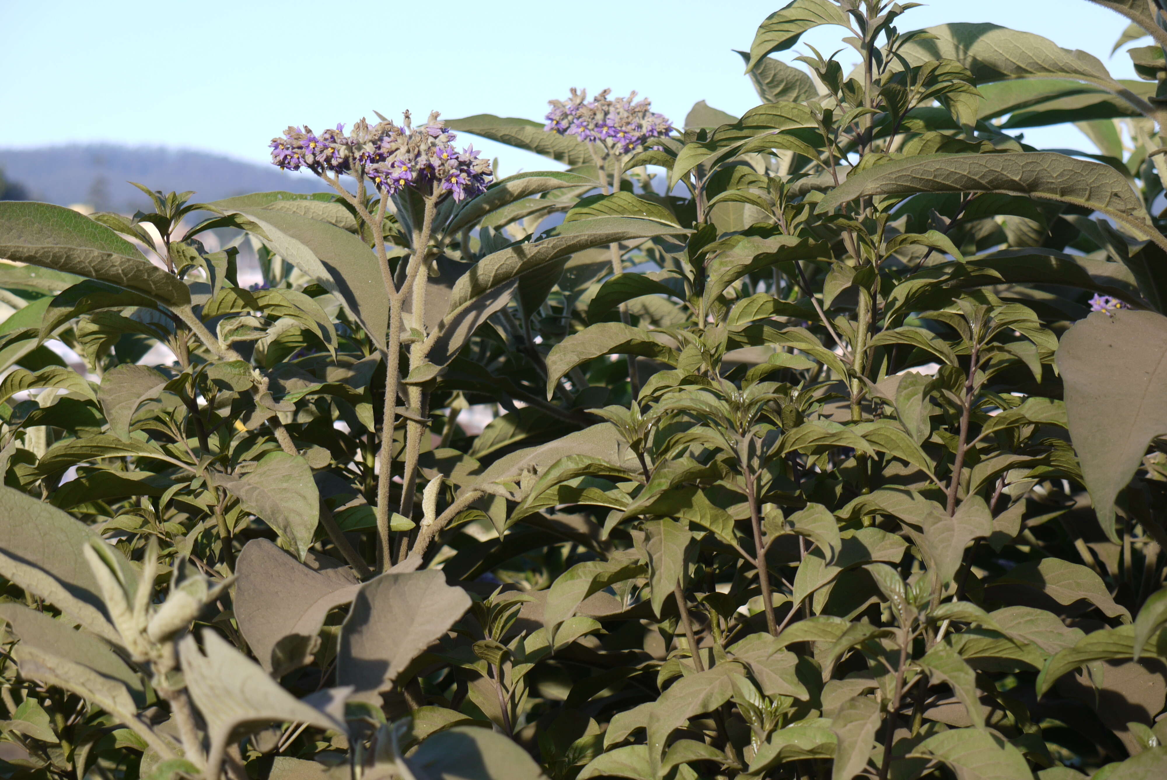 Image of earleaf nightshade