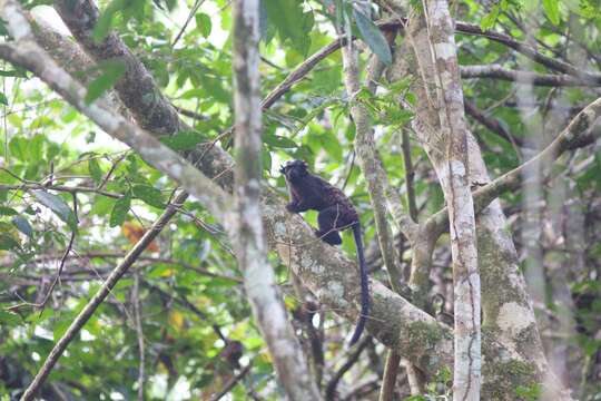 Image of Black Tamarin