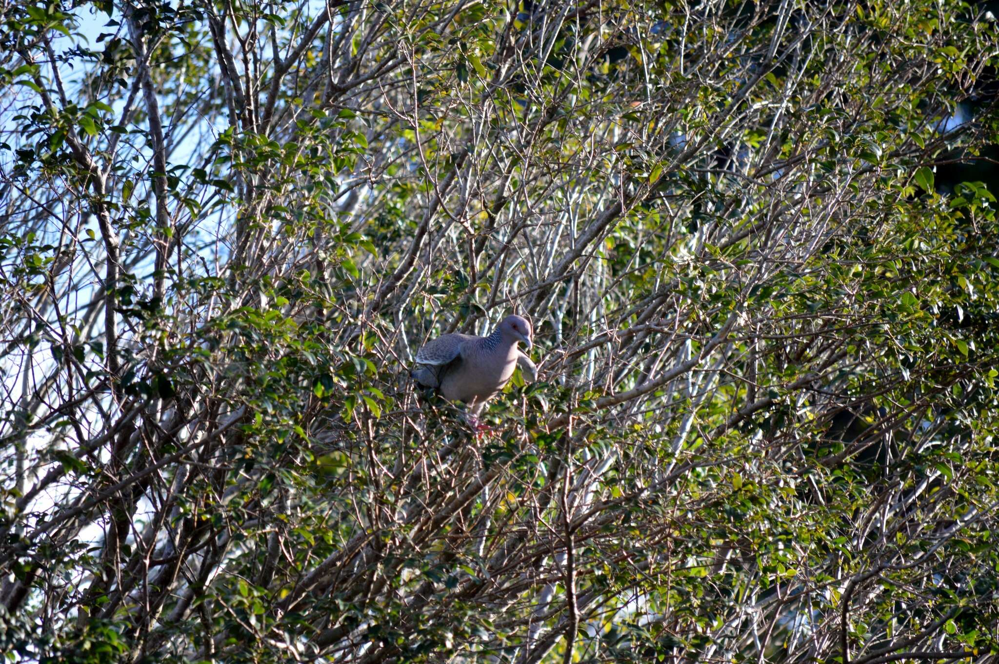 Image of Picazuro Pigeon