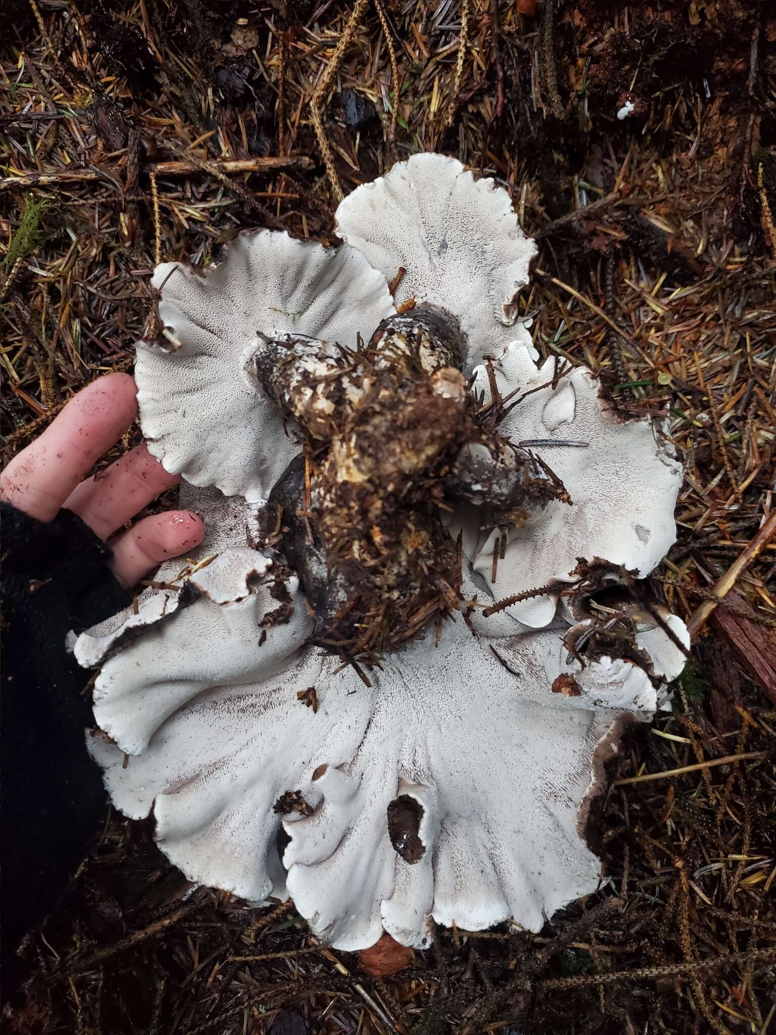 Image de Polypore blanc-et noir