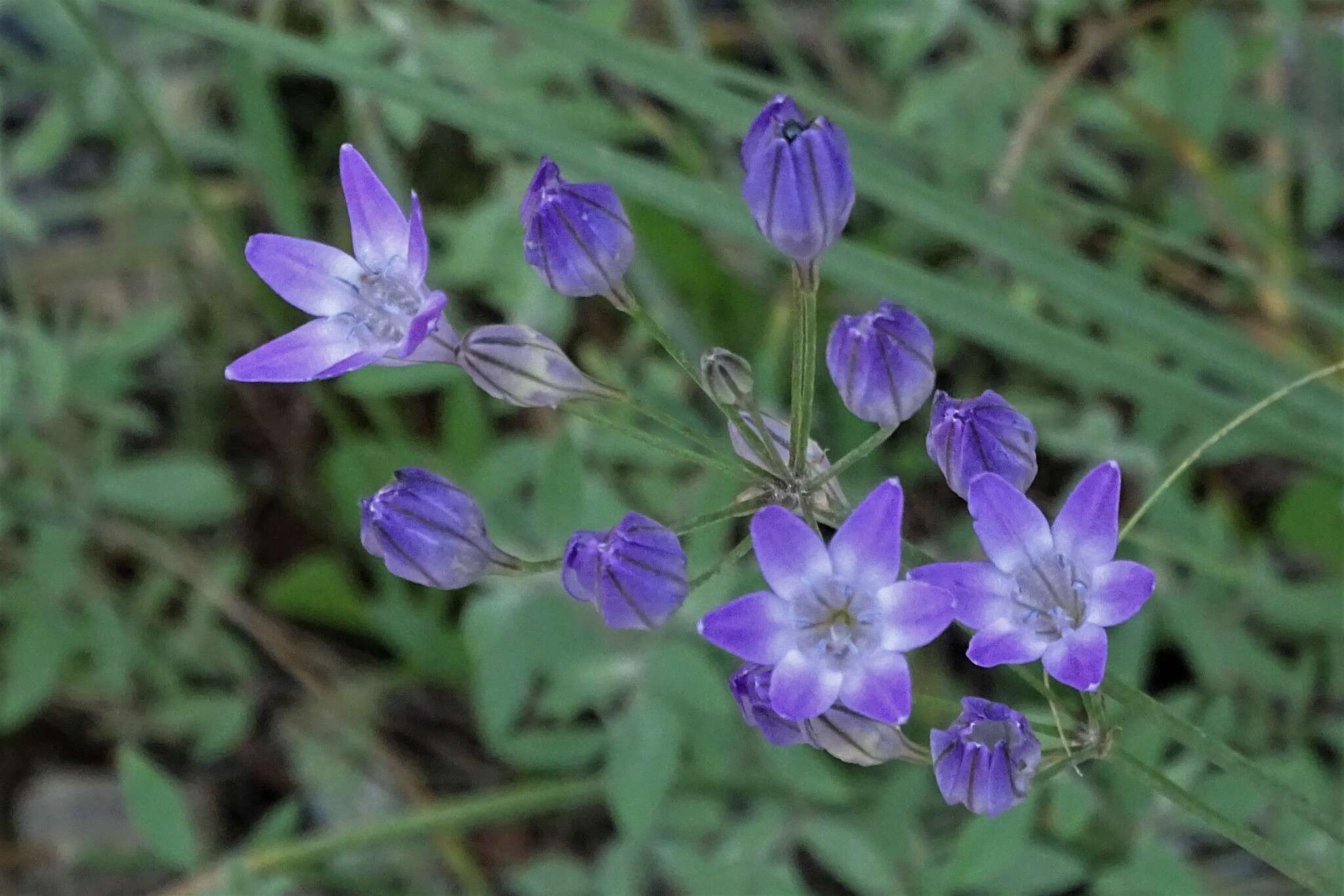 Image of Bridges' brodiaea