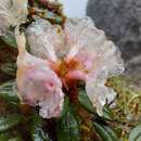 Image of Rhododendron pogonophyllum Cowan & Davidian