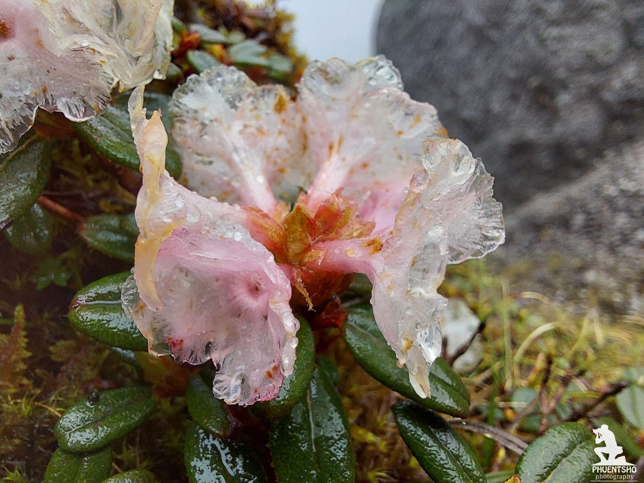 Image of Rhododendron pogonophyllum Cowan & Davidian