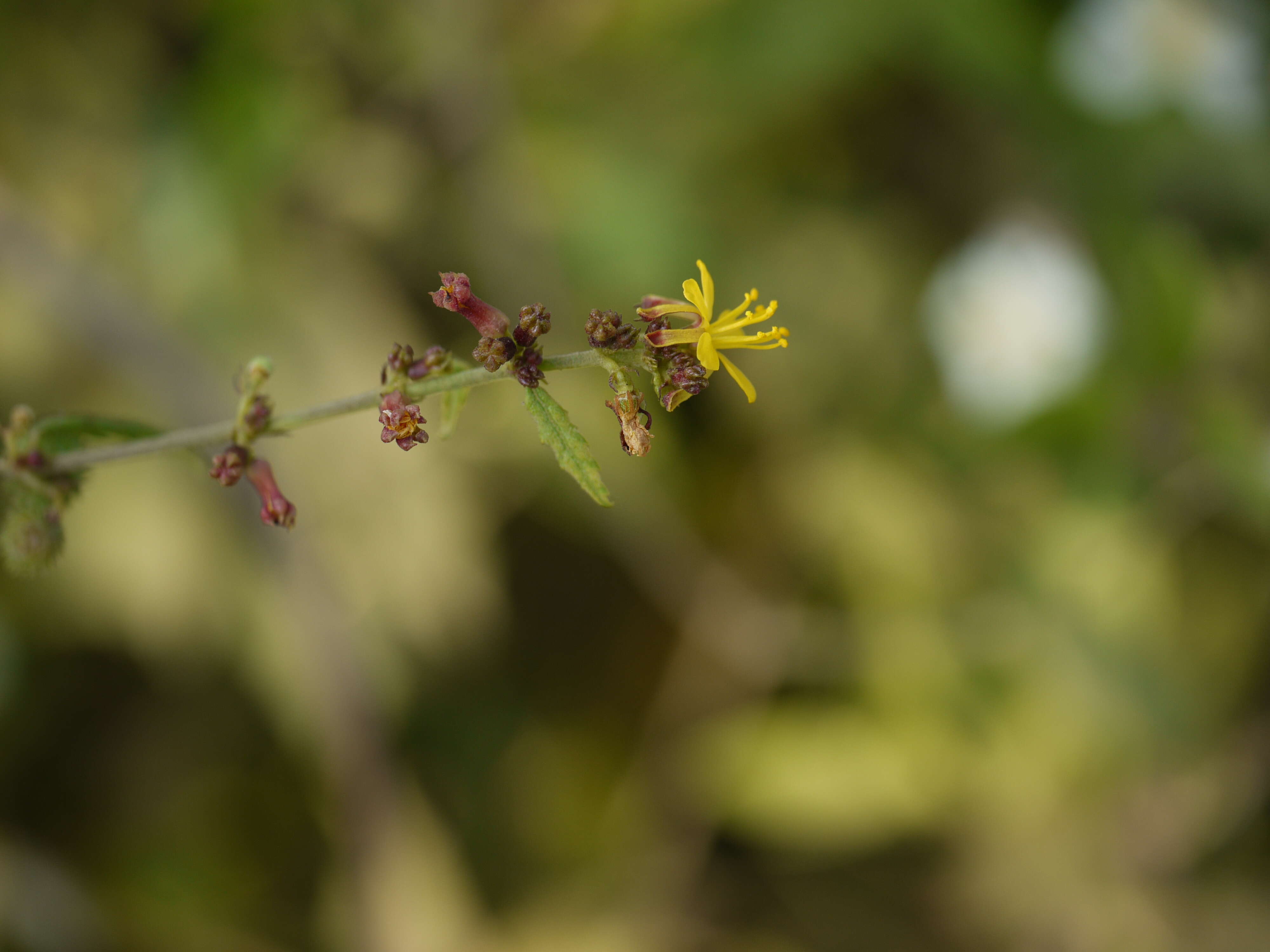 Image of diamond burbark