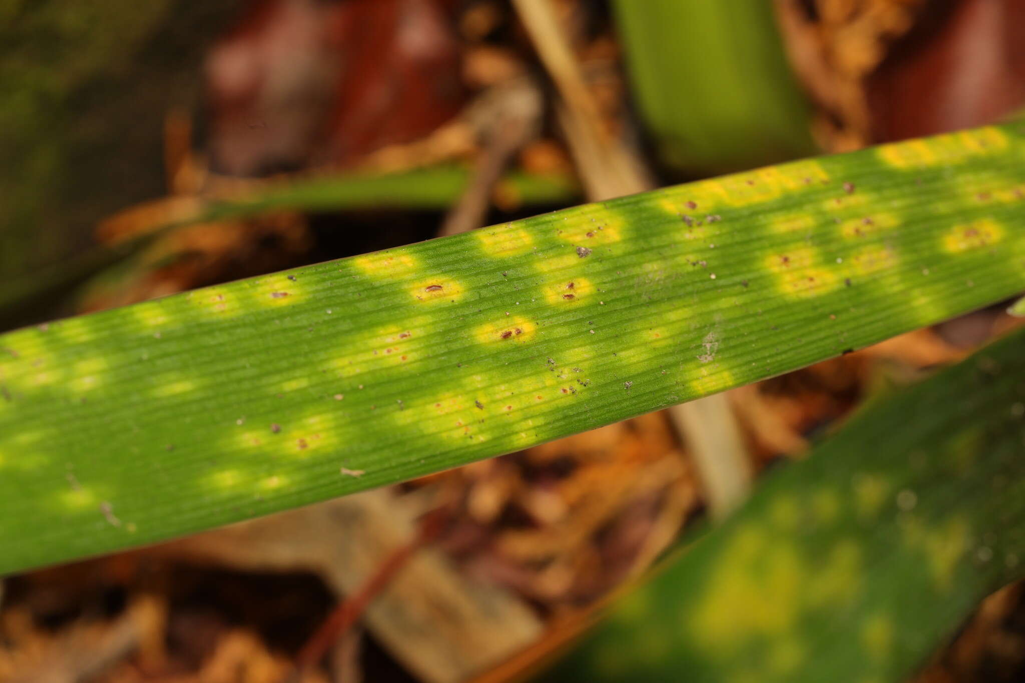 Image of Puccinia iridis Wallr. 1844