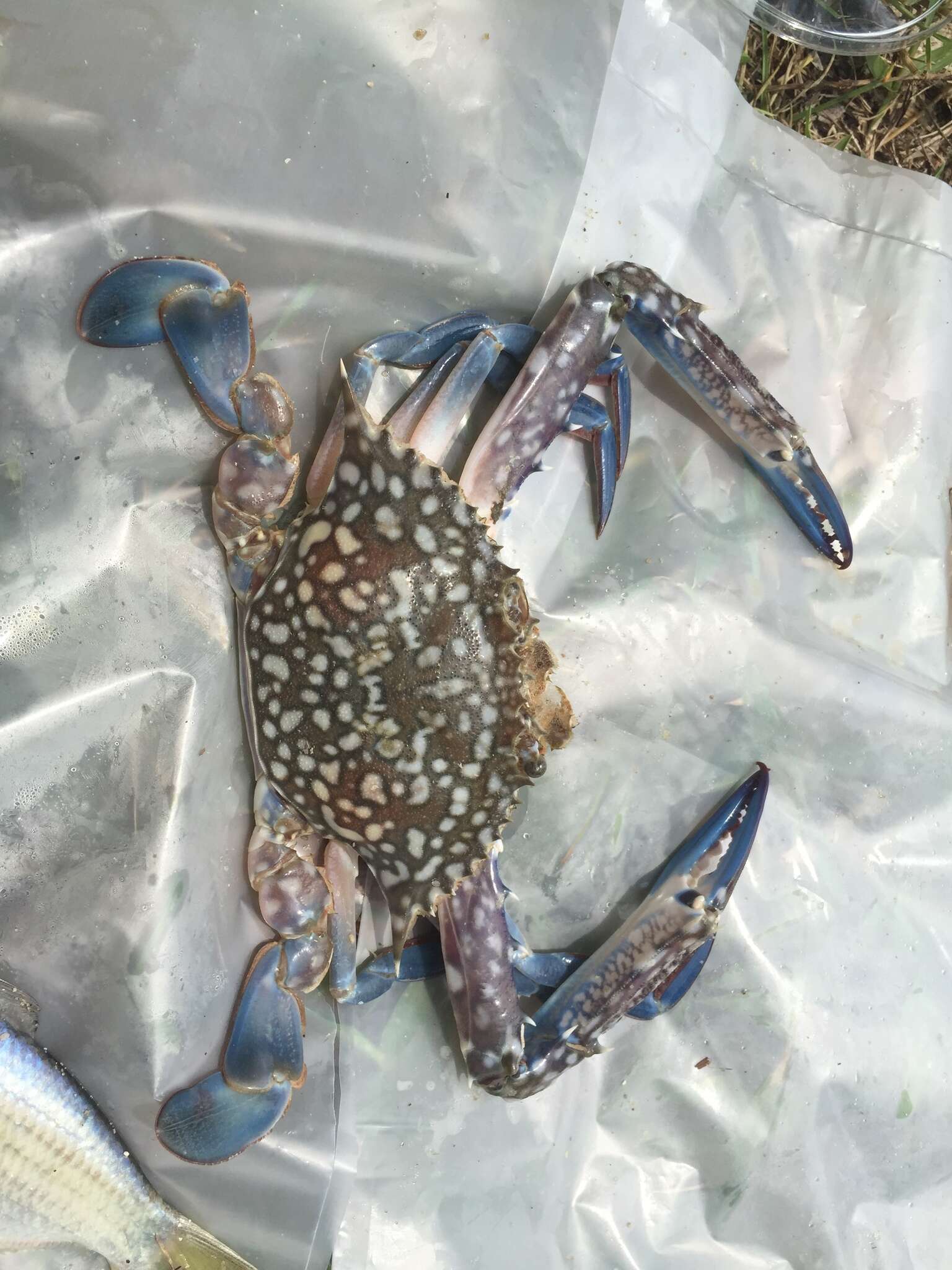 Image of Pacific blue swimming crab