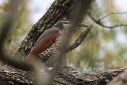 Image of Paradise Riflebird