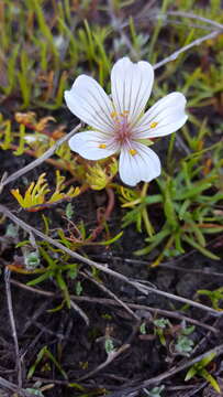 Imagem de Limnanthes douglasii subsp. rosea (Hartw. ex Benth.) C. T. Mason