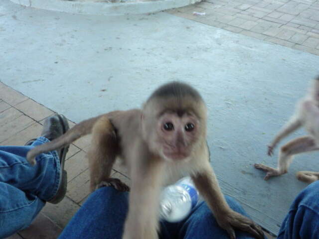 Image of Maranon white fronted capuchin