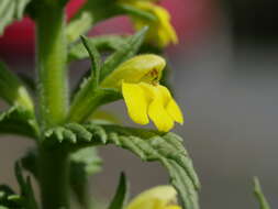 Image of Yellow Glandweed