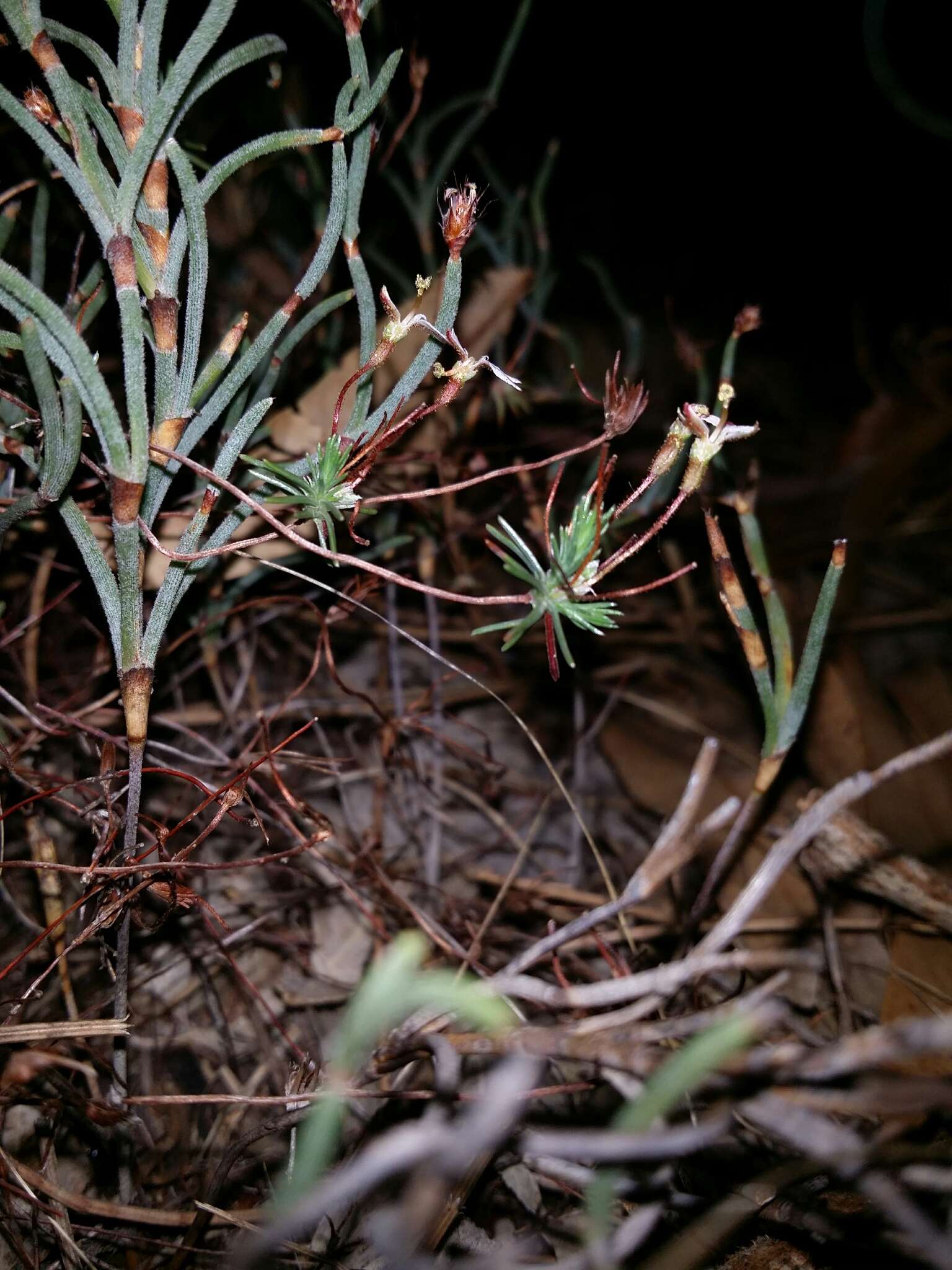 Image de Stylidium repens R. Br.