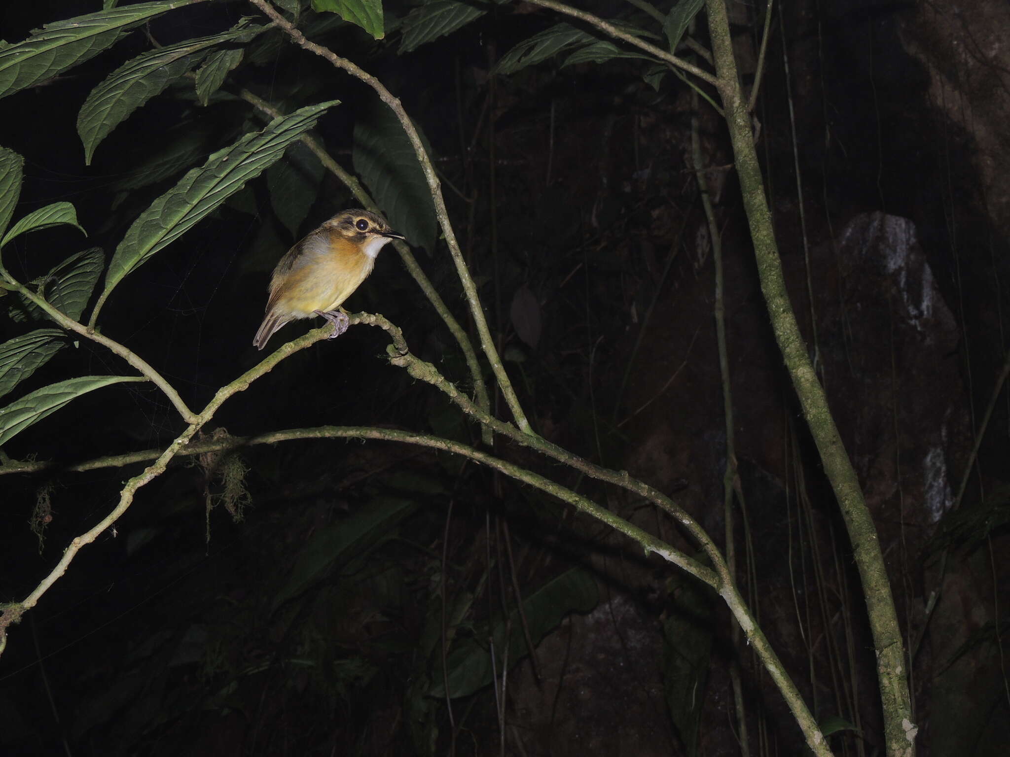 Image of White-throated Spadebill