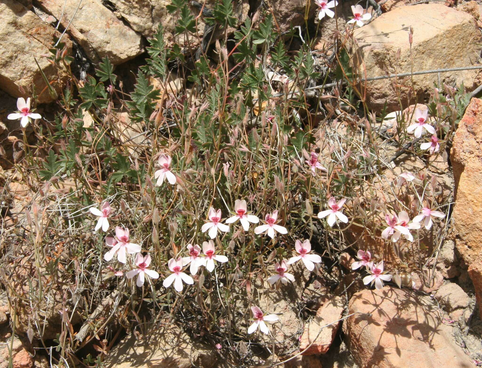 Image of Pelargonium ocellatum J. J. A. Van der Walt