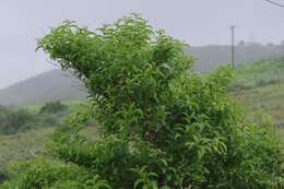 Image de Cestrum laevigatum Schltdl.