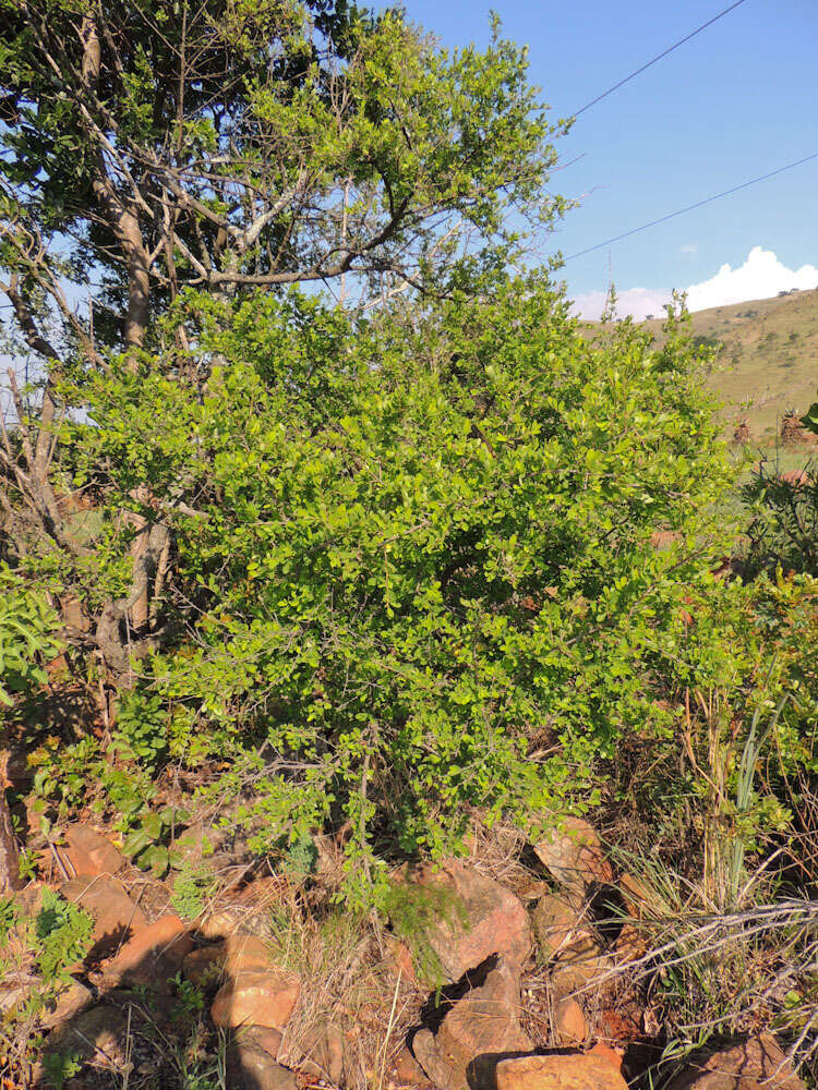 Image of Erythroxylum delagoense Schinz.