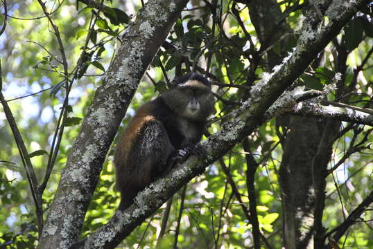 Image of Golden monkey