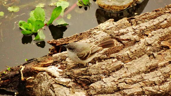 Serpophaga nigricans (Vieillot 1817)的圖片