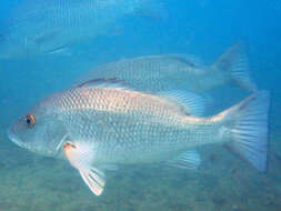 Image of Mangrove red snapper