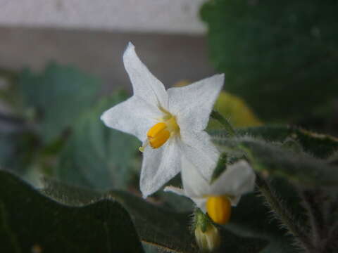 Image of hairy nightshade