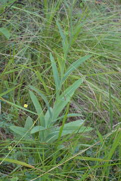 Imagem de Carduus defloratus subsp. summanus (Pollini) Arcang.