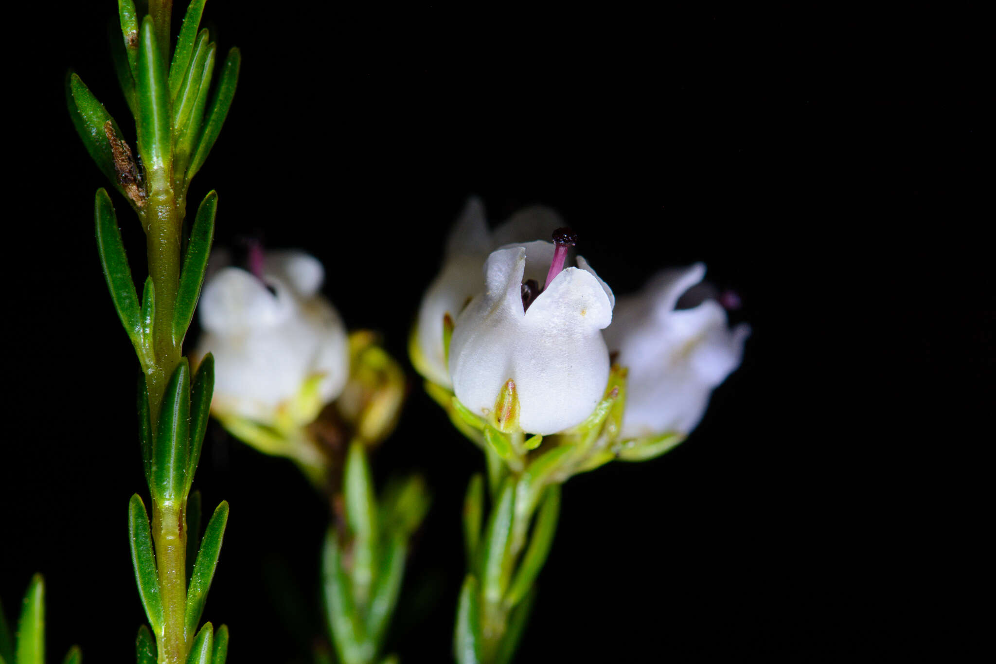 Imagem de Erica margaritacea