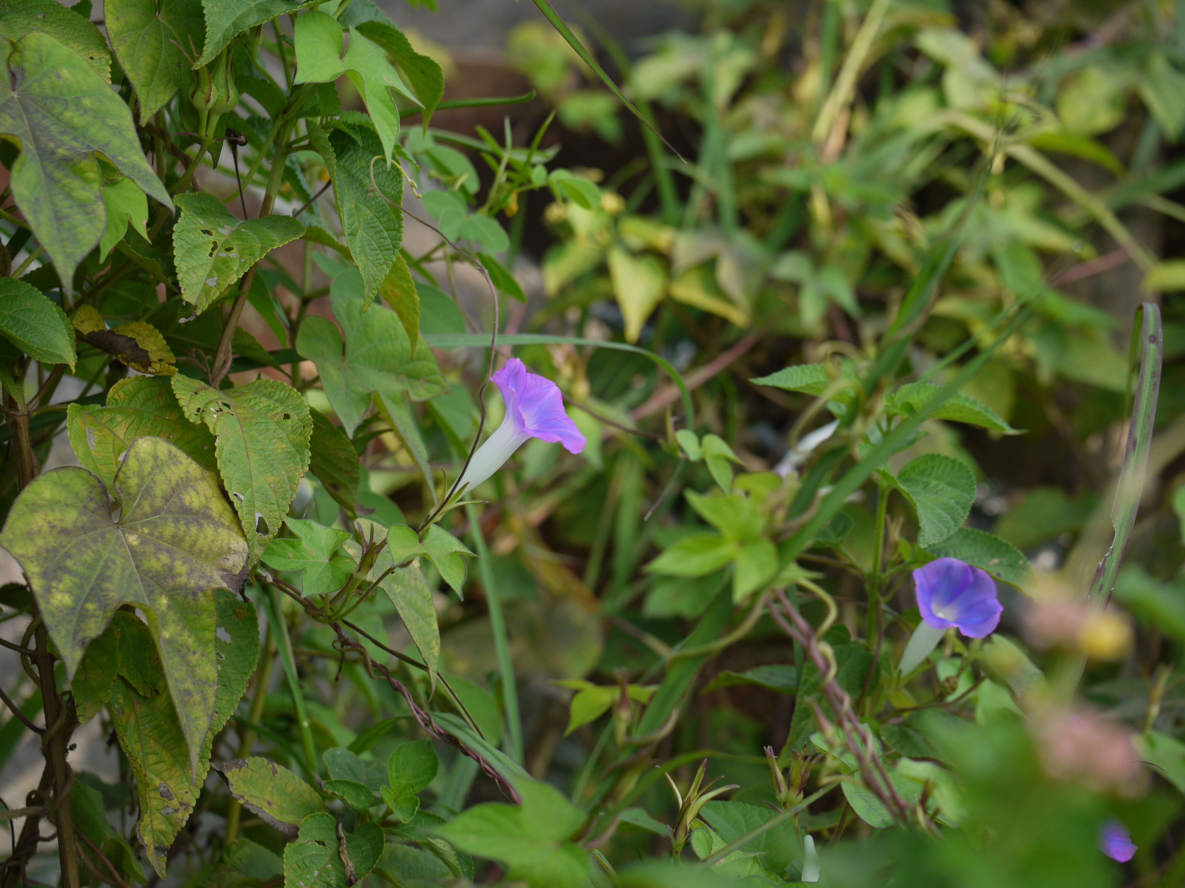 Image of whiteedge morning-glory