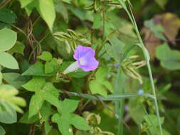 Image of whiteedge morning-glory