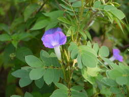 Image of whiteedge morning-glory