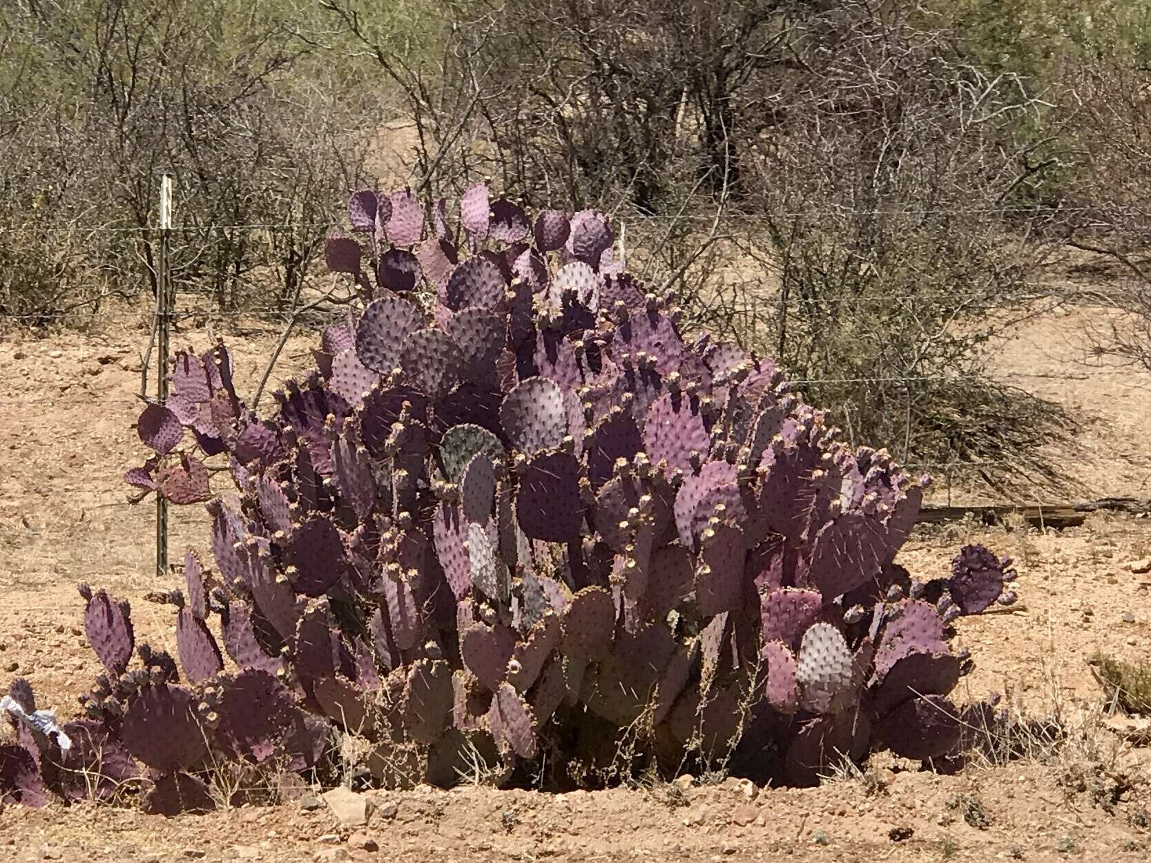 Sivun Opuntia santa-rita (Griffiths & Hare) Rose kuva