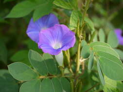 Image of whiteedge morning-glory