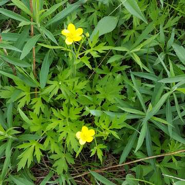 Ranunculus hispidus var. nitidus (Ell.) T. Duncan的圖片