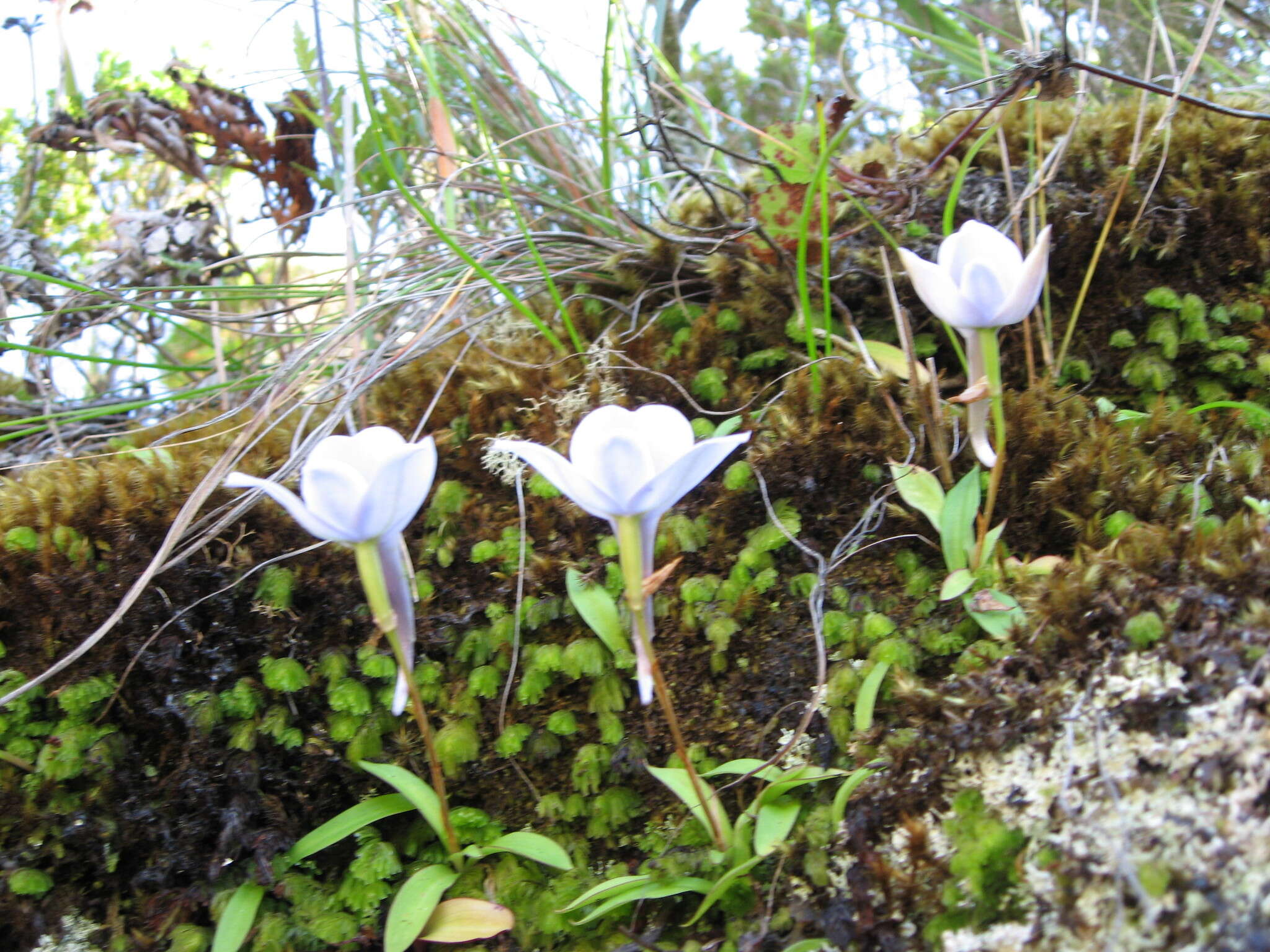 Image of Disa longicornu L. fil.