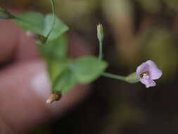 Image of Canscora diffusa (Vahl) R. Br. ex Roem. & Schult.