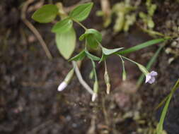 Image of Canscora diffusa (Vahl) R. Br. ex Roem. & Schult.