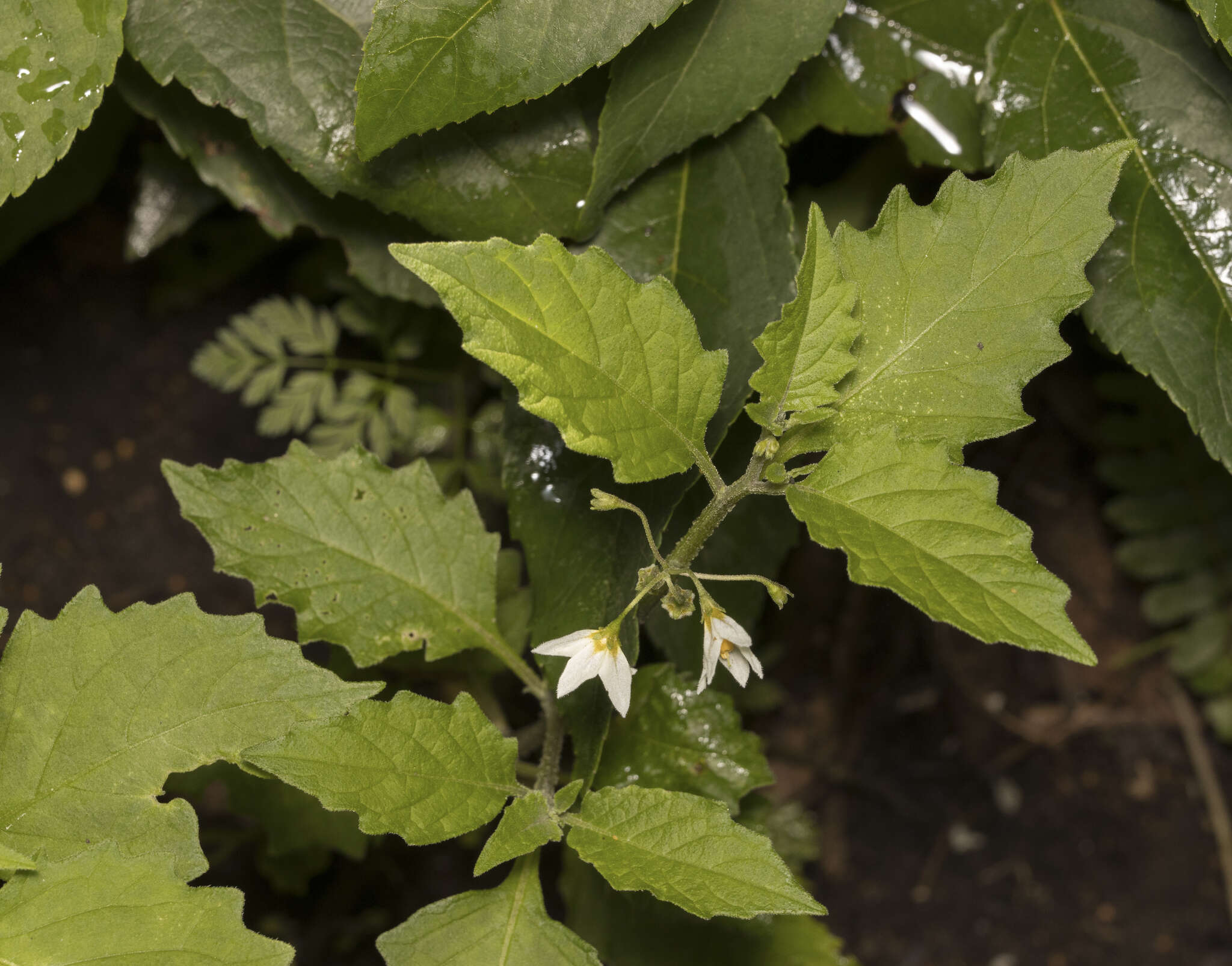 Image of forked nightshade