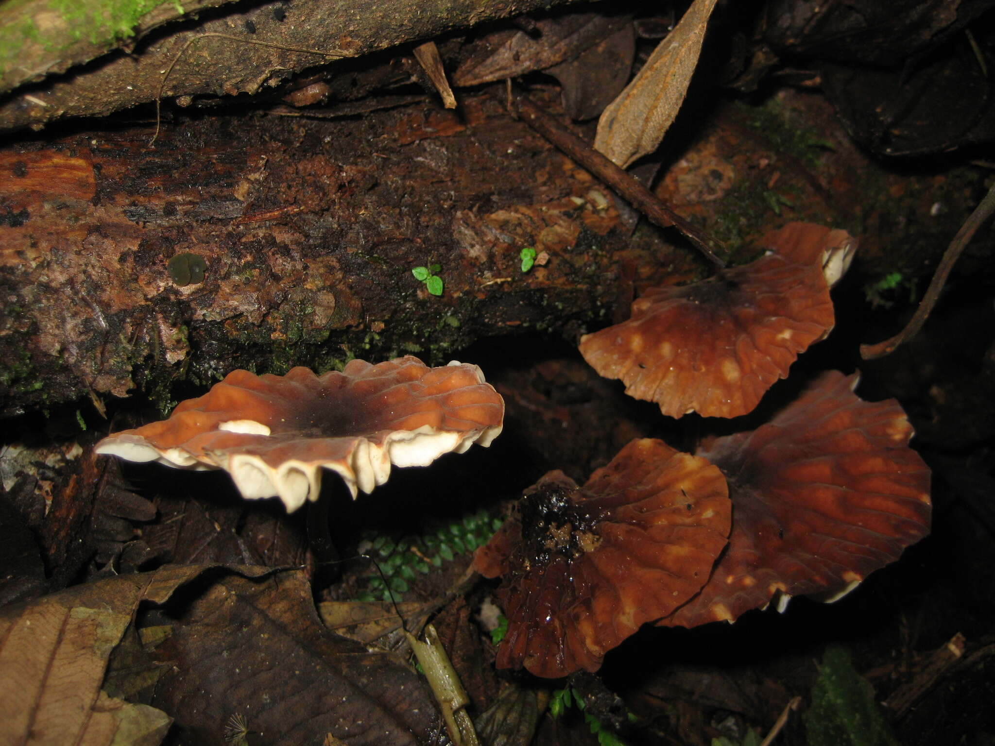 Image of Marasmius berteroi (Lév.) Murrill 1915