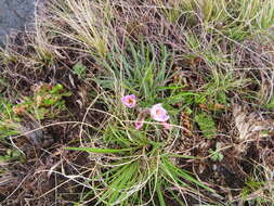 Plancia ëd Hesperantha schelpeana Hilliard & B. L. Burtt