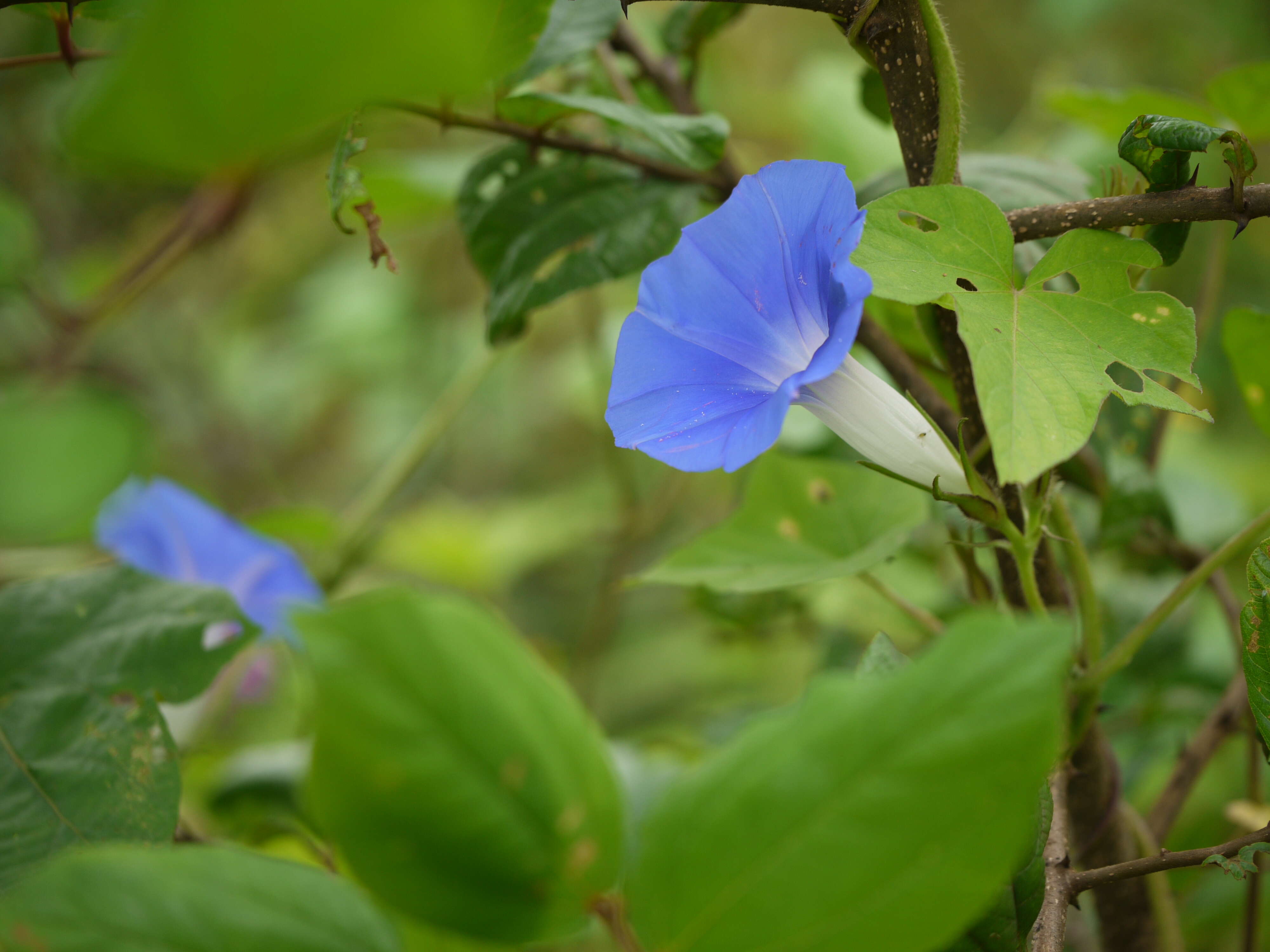 Image of whiteedge morning-glory