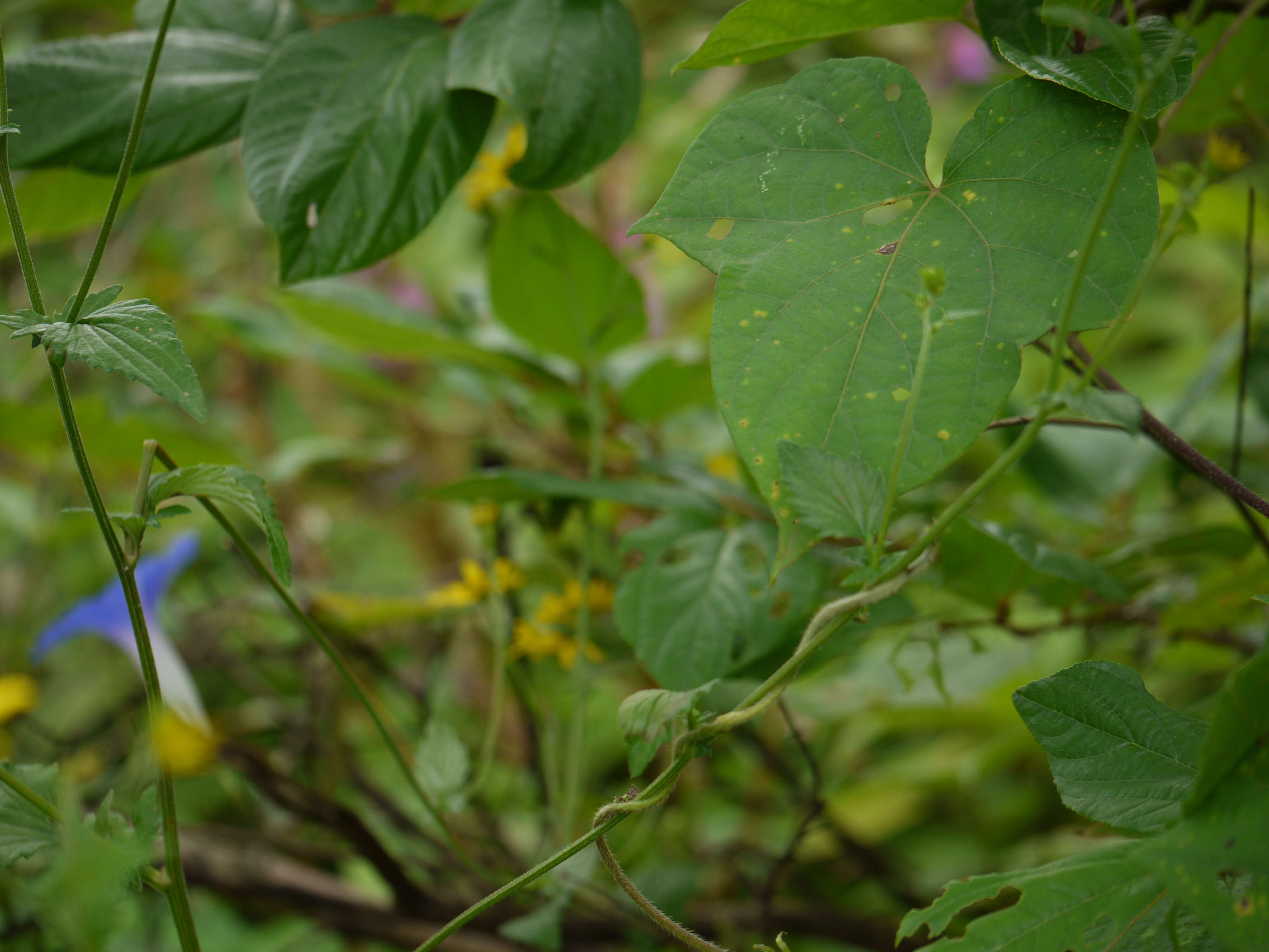 Image of whiteedge morning-glory