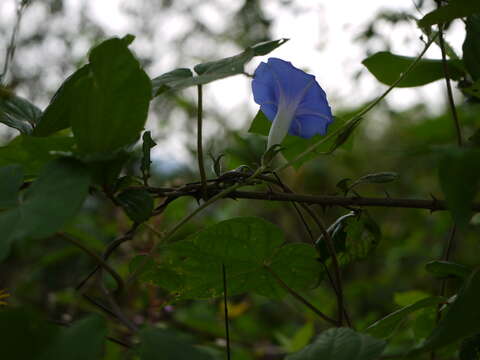 Image of whiteedge morning-glory