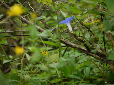 Image of whiteedge morning-glory