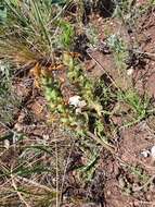 Image of Pedicularis physocalyx Bunge