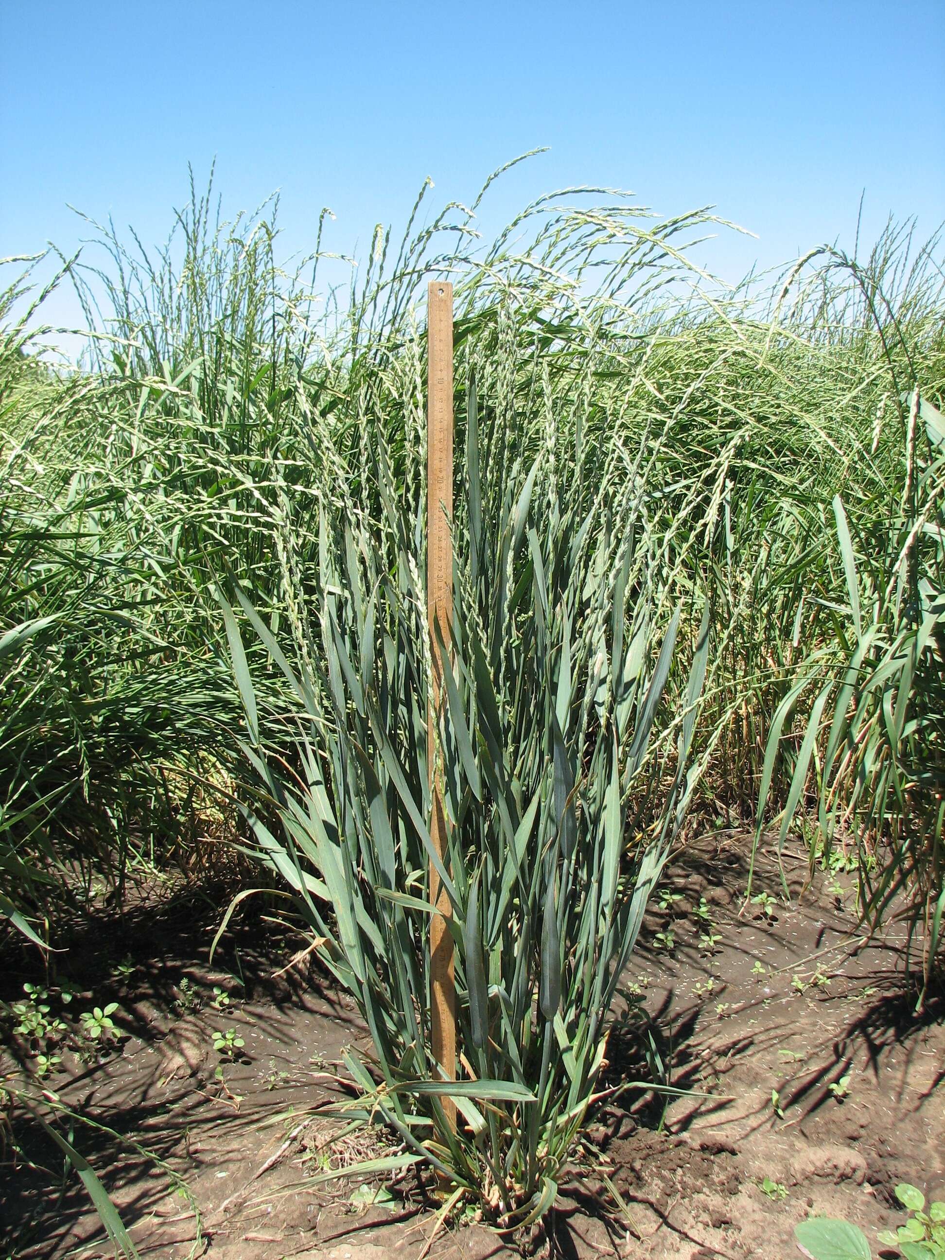 Image of intermediate wheatgrass